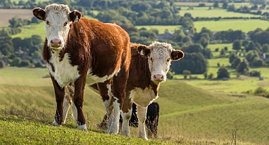 Teksas ve Kansas'taki ineklerde kuş gribi alarmı!