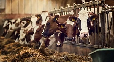 ABD'de Koronavirüs Sonrası Yeni Tehdit: H5N1 Kuş Gribi Salgını Yayılıyor