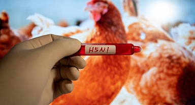 ABD'de Kuş Gribi Krizi: Uzmanlar Uyarıyor - "Covid-19'dan 100 Kat Daha Kötü Olabilir"