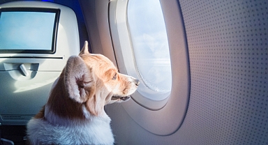 ABD'de United Airlines'a Ait Uçağın Koridoruna Dışkılayan Köpek Acil İniş Yaptırdı