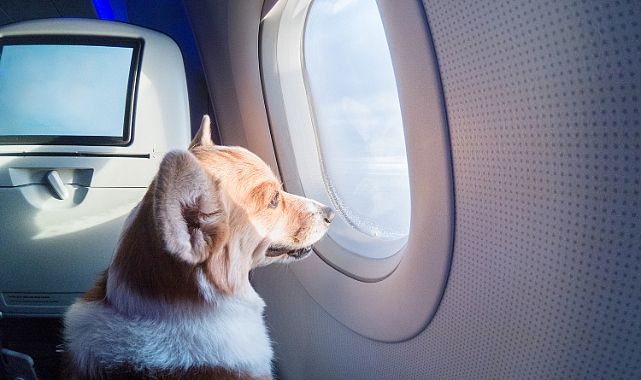 ABD'de United Airlines'a Ait Uçağın Koridoruna Dışkılayan Köpek Acil İniş Yaptırdı