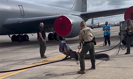 Florida'da Havaalanında Görülen Timsah Korku Dolu Anlar Yaşattı