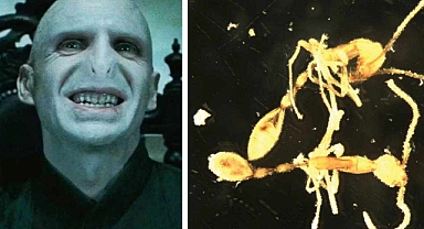 Harry Potter'dan İlham: Yeni Keşfedilen Karınca Türüne Voldemort'un Adı Verildi