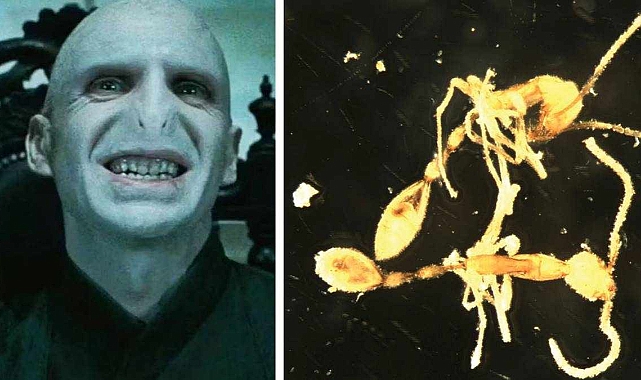 Harry Potter'dan İlham: Yeni Keşfedilen Karınca Türüne Voldemort'un Adı Verildi