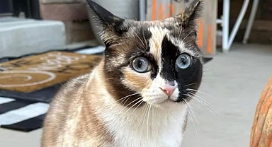 Kargo İadesinde Kedi Macerası: Utah'tan California'ya Yolculuk!