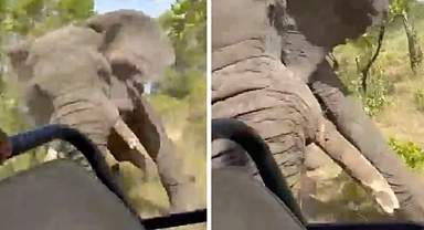 Zambiya'da Safari Turistlerine Fil Saldırısı: ABD'li Kadın Hayatını Kaybetti