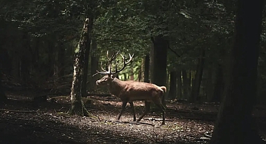 ABD'de İlk Kez Görüldü: Zombi Geyik Hastalığı!