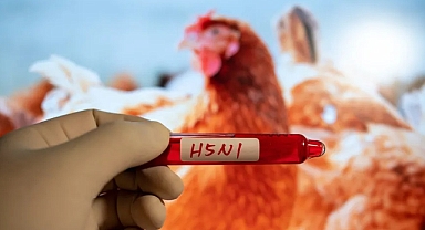 ABD'de Kuş Gribi Krizi: Iowa'da Afet Durumu İlan Edildi