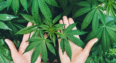 ABD'deki Araştırma Sonuçları Şoke Etti: Günlük Esrar Kullanımı, İçkiyi Aştı