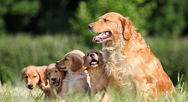 ABD'ye Yurtdışından Köpek Getirmek Yeni Kurallara Bağlandı: Türkiye'den Gelenler İçin de Geçerli