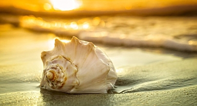 Amerika Yerlilerinin Sıradışı İletişim Aracı, Deniz Kabukları!