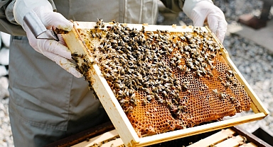 Hayaletler Gördüğünü Söyledi: Küçük Kızın Odasından 55 Bin Arı Çıktı!