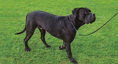 Sokakta 4 Köpeğin Saldırısına Uğradı: Polisler Sayesinde Kurtuldu