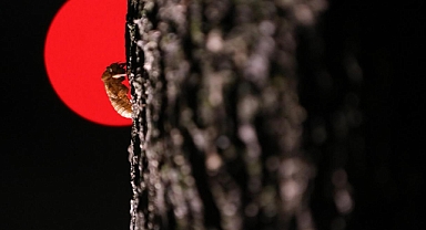 ABD, 221 Yılda Bir Gerçekleşen Böcek İstilası İle Karşı Karşıya!