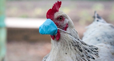 DSÖ Açıkladı:Gizemli Kuş Gribi Türü İlk Kez İnsan Canı Aldı!