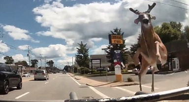 Rhode Island'da Geyik, Otobüsün İçine Daldı: O Anlar Kameralara Böyle Yansıdı!