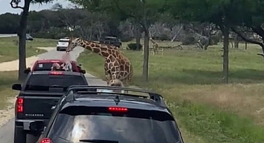 Safaride Korkutan Olay: Zürafa, Çocuğu Havaya Kaldırdı!