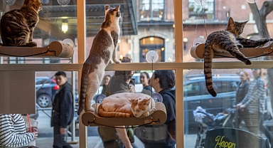 ABD'de Kedi Sevmeyi Özleyenlerin Adresi: Kedi Kafeler!