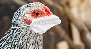 ABD'den Moderna'ya Kuş Gribi Aşısı İçin 176 Milyon Dolar Destek