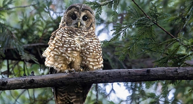 ABD'den Skandal Plan: 500 Bin Baykuş Tehlikede!