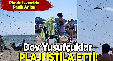 Dev Yusufçuk Sürüsü Rhode Island Plajını İstila Etti