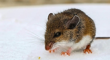 İki Eyalette Hantavirüs Salgını