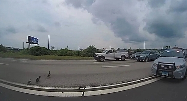 Polislerden Ördek Kurtarma Operasyonu: Otobanda kaçak Var!