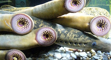 Potomac Nehri'nde Vampir Balık Şoku!