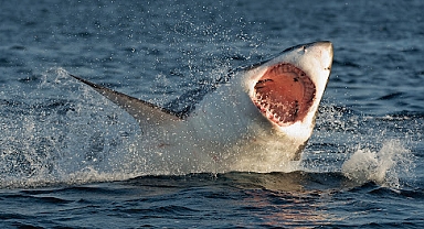 Teksas Halk Plajında Köpek Balığı Saldırısı: 4 Yaralı Var