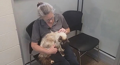 11 Yıl Önce Kaybolan Kedi Sahibine Kavuştu!