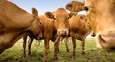 23 Milyon Amerikalı Çikolatalı Sütün Nerden Geldiğini Bilmiyor