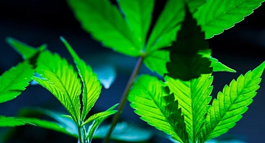 ABD'de Binlerce Yasadışı Dükkanın Kapısı Mühürlendi