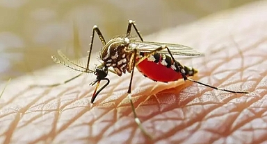 ABD'de "Ölümcül Virüs" Alarmı Tedavi Yolu Yok