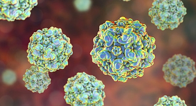 ABD'de Vakalar Giderek Artıyor: Porvovirüs Giderek Artıyor!