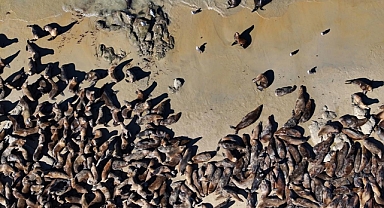 Amerika'nın California Plajının Artık Yeni Sahipleri Var