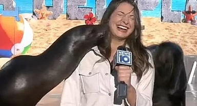 Canlı Yayındaki Muhabiri Deniz Anası Öptü Sunucu Gülme Krizine Girdi