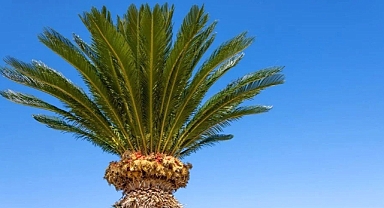 Dünyanın En Yalnız Ağacı Yapay Zeka ile Eş Arıyor!