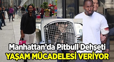 Manhattan'da Pitbull Dehşeti!