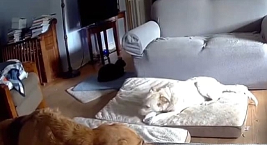 Pille Oyun Oynayan Köpek Yangına Sebep Oldu