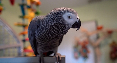 TikTok Fenomeni Papağan Guinness Dünya Rekoru'nu Kırdı