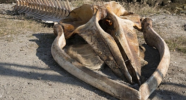 Los Angeles'taki Lisenin Altından 9 Milyon Yıllık Fosil Çıktı