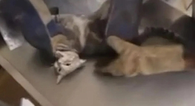 Texas'taki Tarım Öğretmeni Yaralı Kediyi Zımbaladı