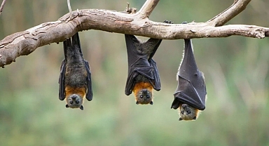 Yarasaların Azalması Bebek Ölümlerini Artırıyor