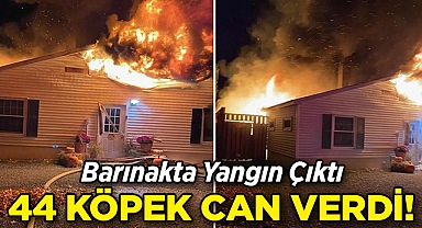 Barınakta Yangın Çıktı: 44 Köpek Acı Şekilde Can Verdi!