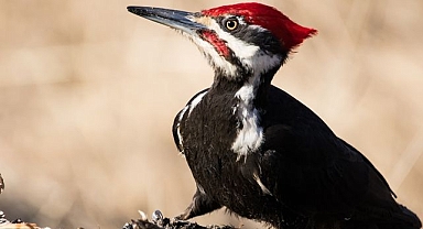 Bilim insanları tarih verdi: Nesli tükenen kuş yeniden canlandırılacak!
