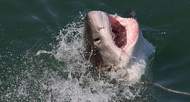 Endonezya'da tatil yapan ABD'li kadını köpek balığı yedi!