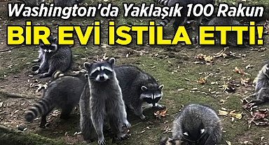 Washington'da Yaklaşık 100 Rakun, Bir Evi İstila Etti!
