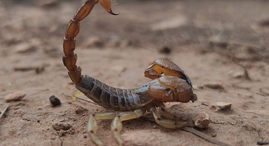 Yeni bir akrep türü keşfetti eşinin adını verdi: Sağlık açısından tehlike taşımıyor!