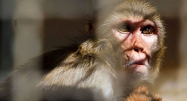 South Carolina'da 43 maymun laboratuvardan kaçtı! Aramalar devam ediyor