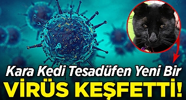 Kara Kedi Tesadüfen Yeni Bir Virüs Keşfetti!